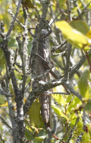 Anacridium aegyptium